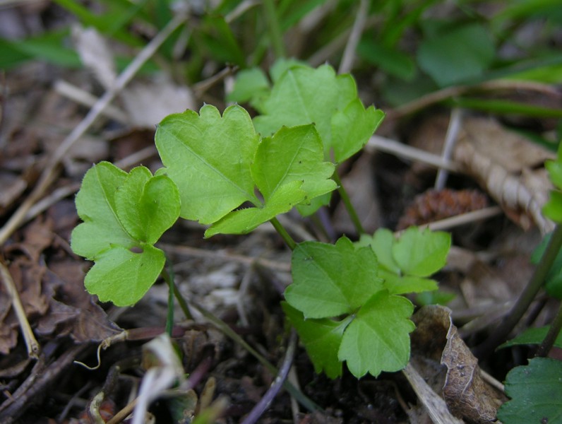 Cardamine trifolia / Dentaria a tre foglie