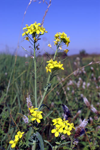 Crucifera Brassica sp.