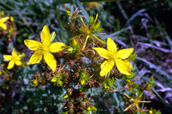 Hypericum perforatum / Erba di San Giovanni