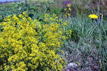 Galium verum / Caglio zolfino