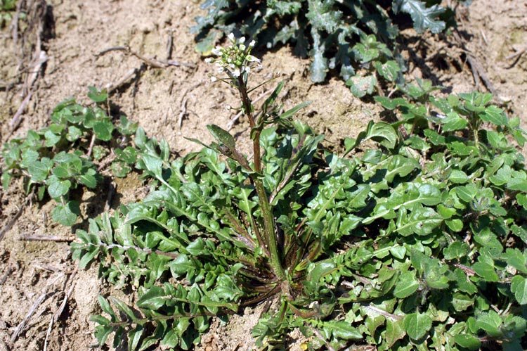 Brassicacea