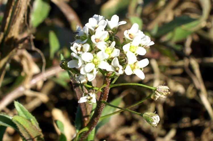 Brassicacea