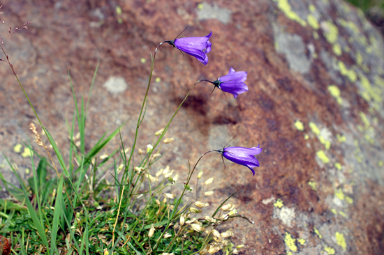 Campanula scheuchzeri / Campanula di Scheuchzer