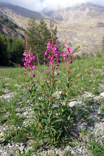 Chamaenerion angustifolium (ex Epilobium angustifolium) / Garofanino maggiore