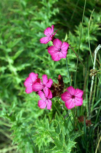 Dianthus carthusianorum