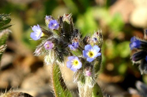 minuscola: Myosotis Sp