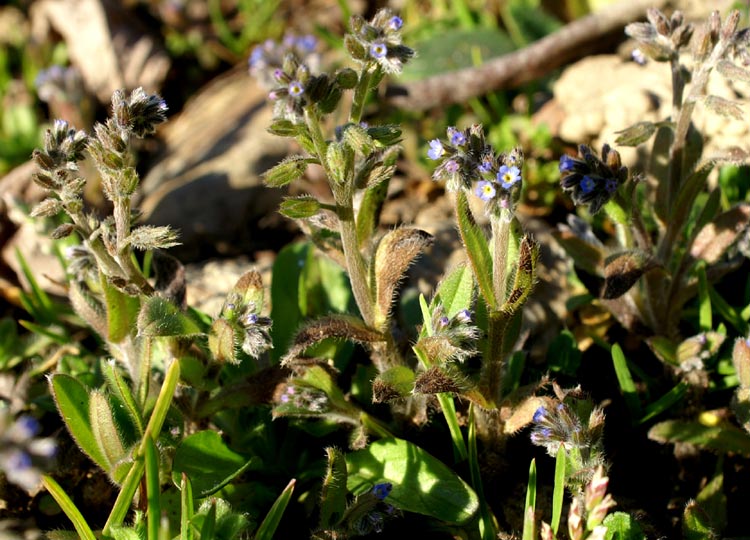 minuscola: Myosotis Sp