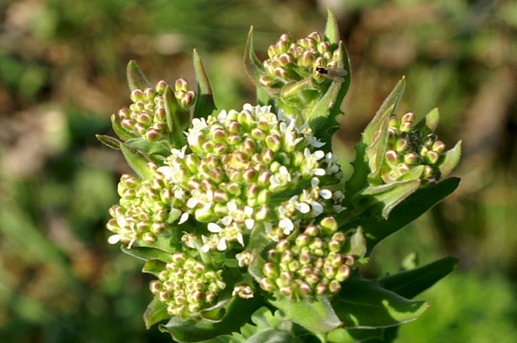 Lepidium draba / Cocola, lattona