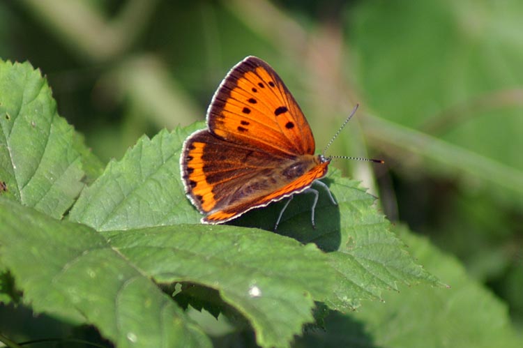 Lycaena phlaeas