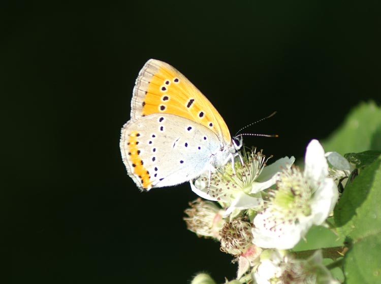 Lycaena phlaeas