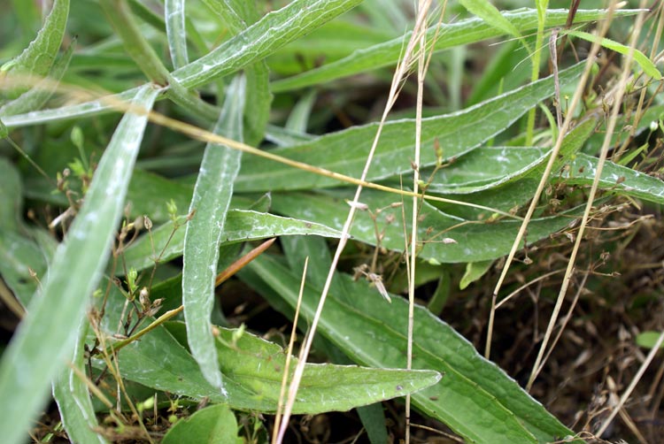 Gratiola officinalis / Gratiola, graziella