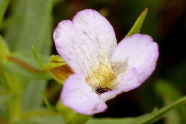 Gratiola officinalis / Gratiola, graziella