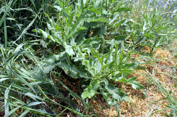 Cirsium arvense / Cardo campestre