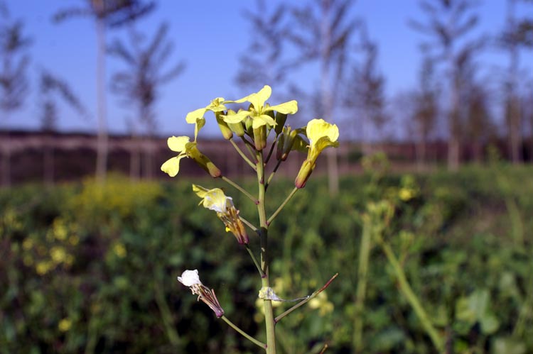 Brassica