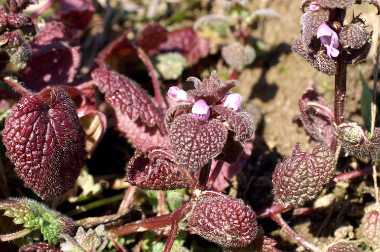 Lamium purpureum