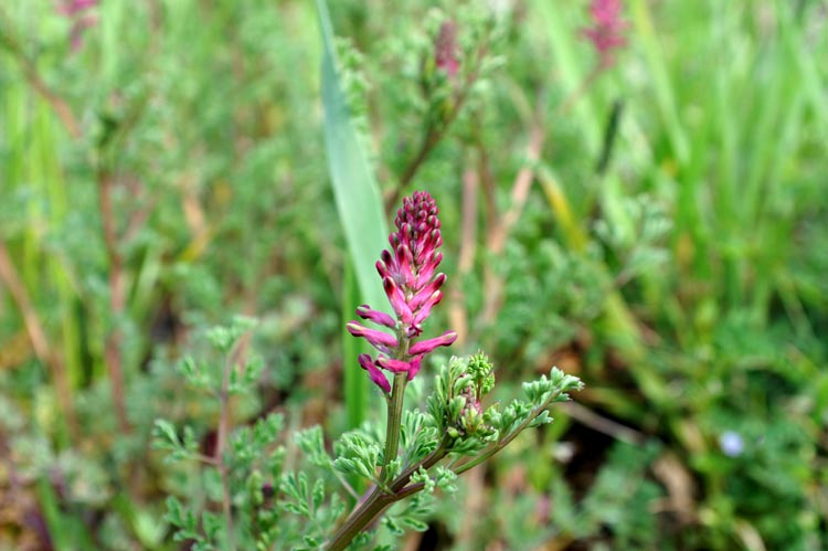 Fumaria officinalis / Fumaria comune