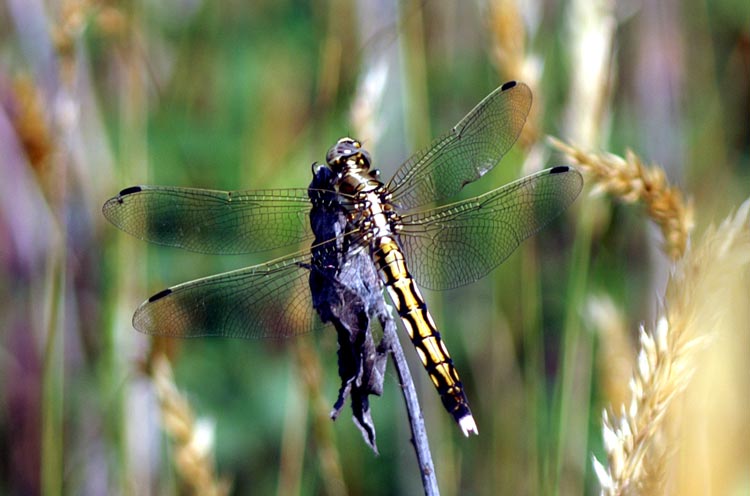 Orthetrum albistylum (Odonata, Libellulidae)