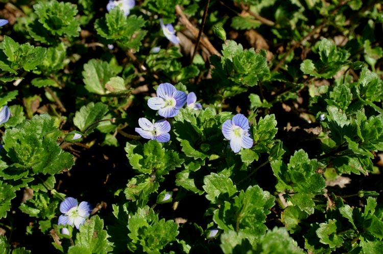 Veronica persica / Veronica comune