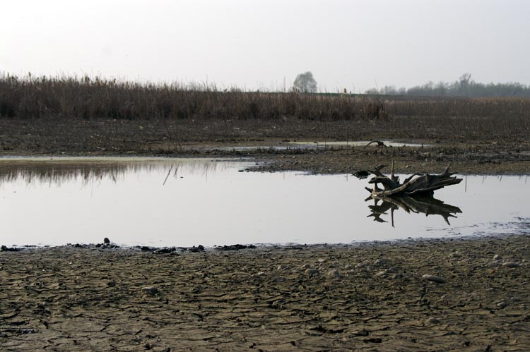 il ritorno dell''ibis