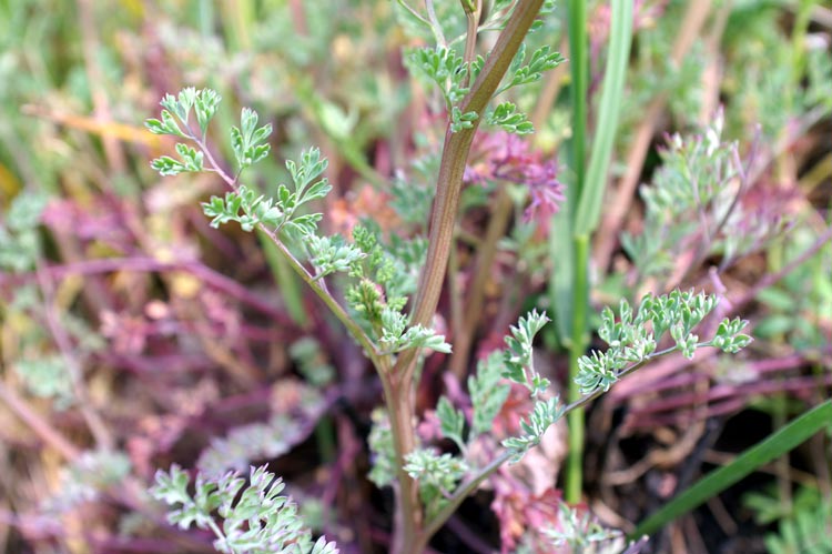 Fumaria officinalis / Fumaria comune