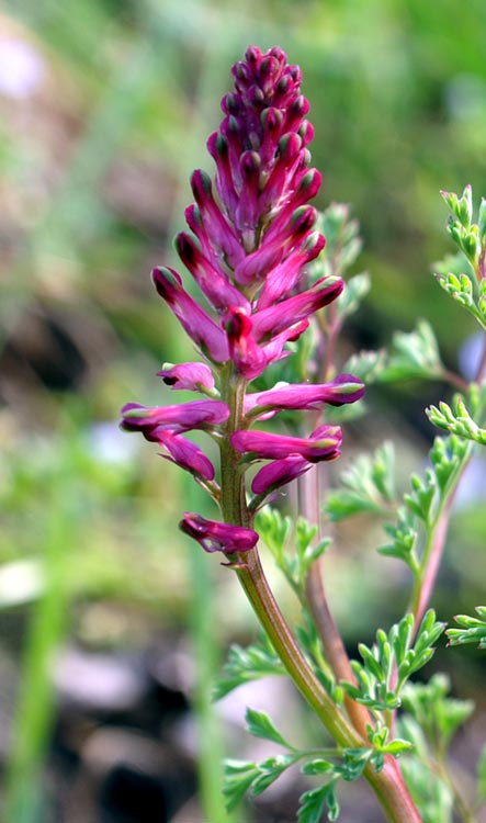 Fumaria officinalis / Fumaria comune