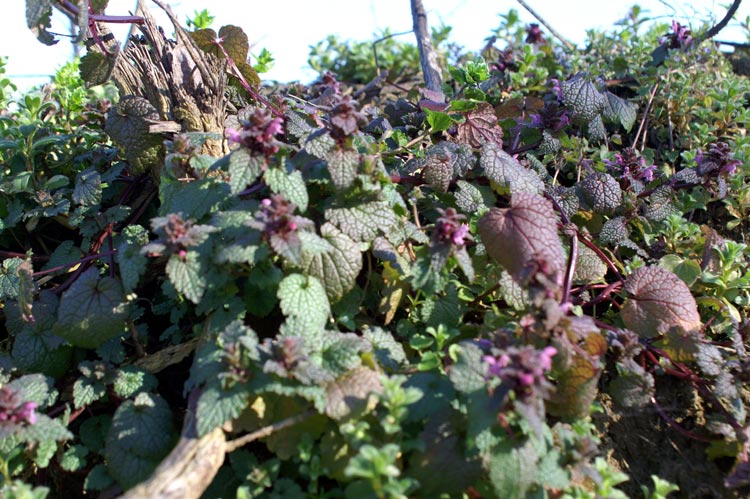 Lamium purpureum / Falsa ortica purpurea