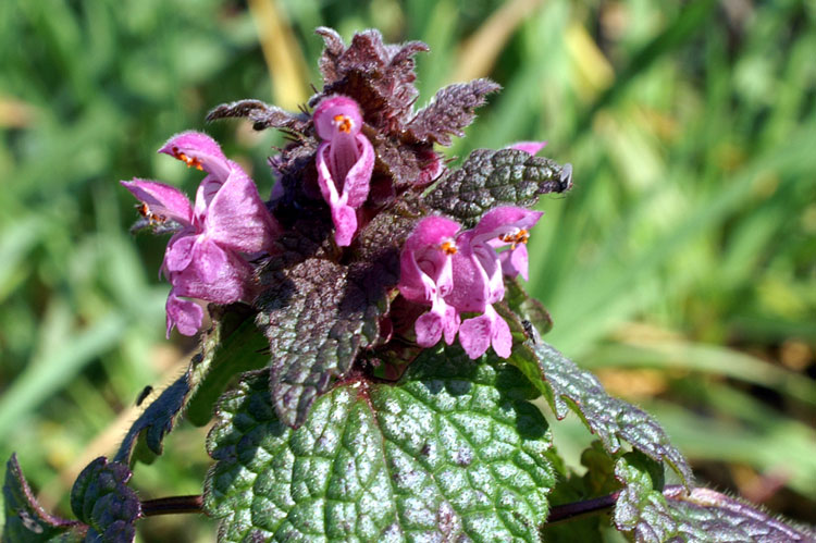 Lamium purpureum / Falsa ortica purpurea