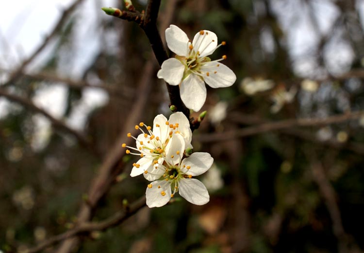 Prunus spinosa / Prugnolo