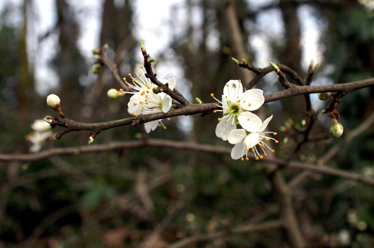 Prunus spinosa / Prugnolo