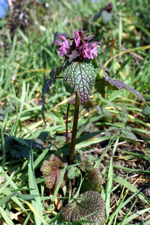 Lamium purpureum / Falsa ortica purpurea