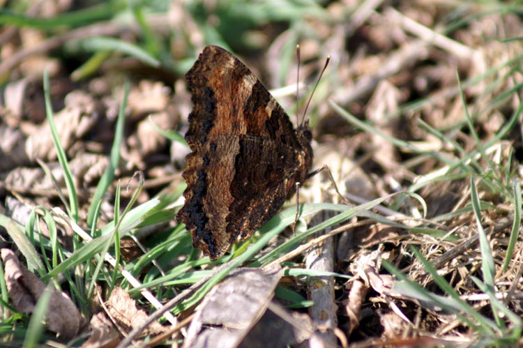 che farfalla? Nymphalis polychloros