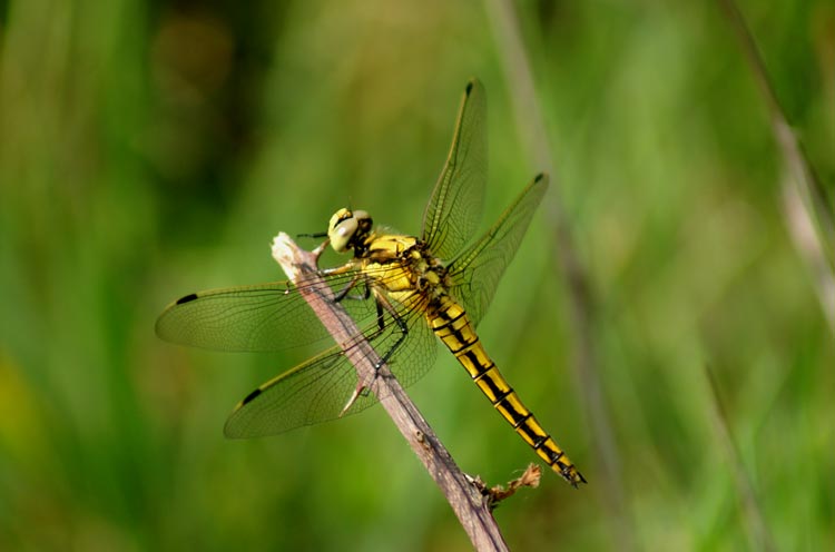 Orthetrum cancellatum (Odonata, Libellulidae)