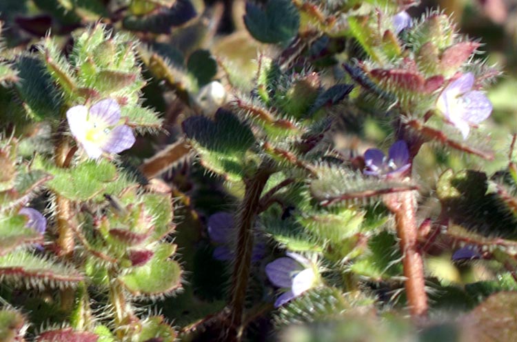 Veronica hederifolia /  Veronica a foglie d''edera