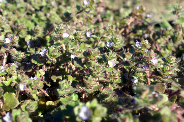 Veronica hederifolia /  Veronica a foglie d''edera