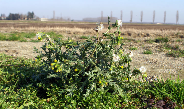 Senecio vulgaris / Senecione comune