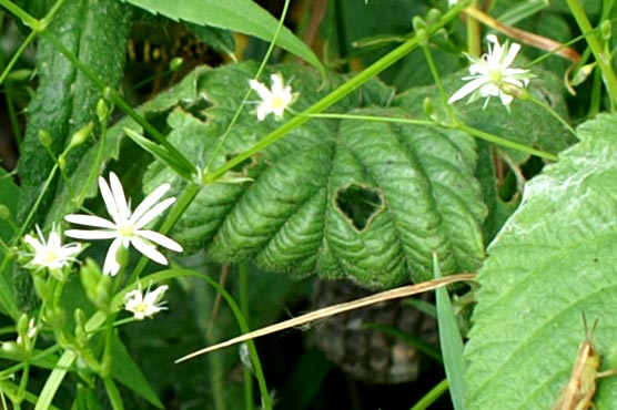 Stellaria graminea / Stellaria graminea