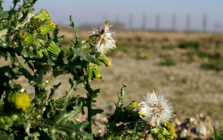 Senecio vulgaris / Senecione comune