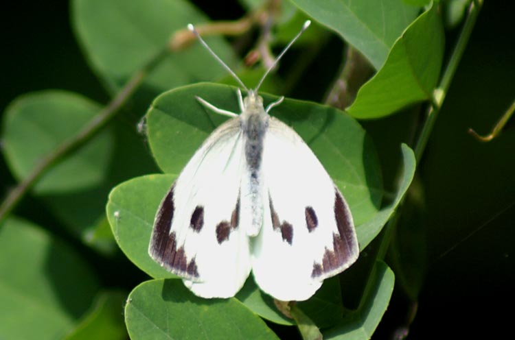 Pieris brassicae