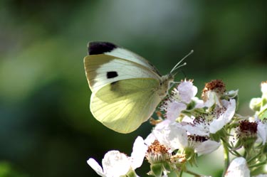 Pieris brassicae