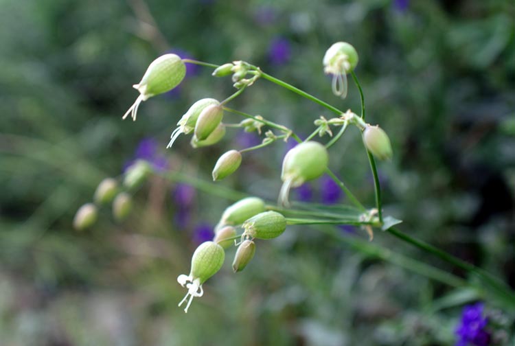 Silene vulgaris / Stridoli