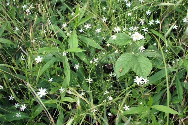 Stellaria graminea / Stellaria graminea