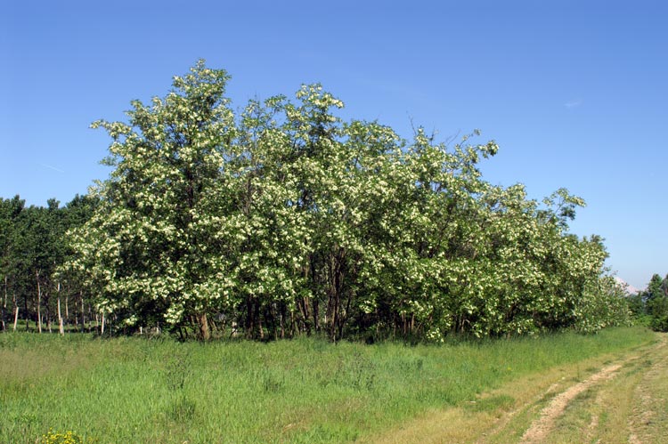 Robinia pseudoacacia