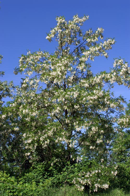 Robinia pseudoacacia