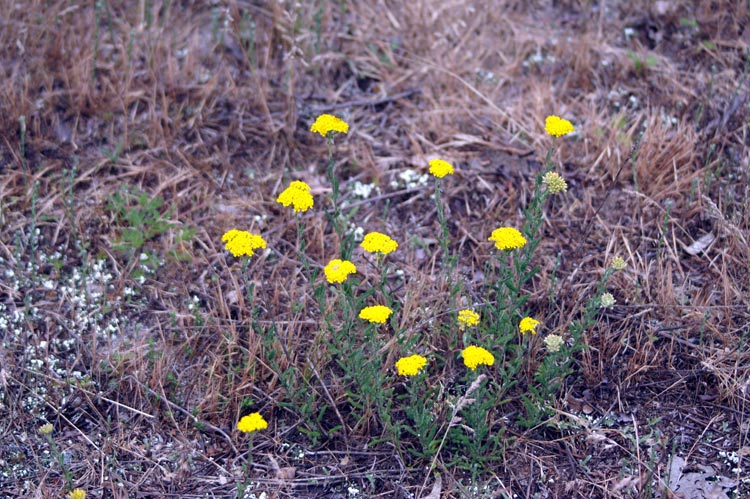 Achillea tomentosa