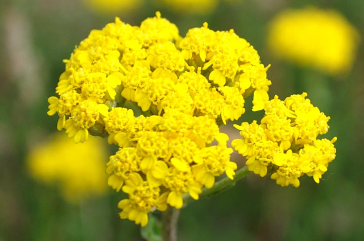 Achillea tomentosa