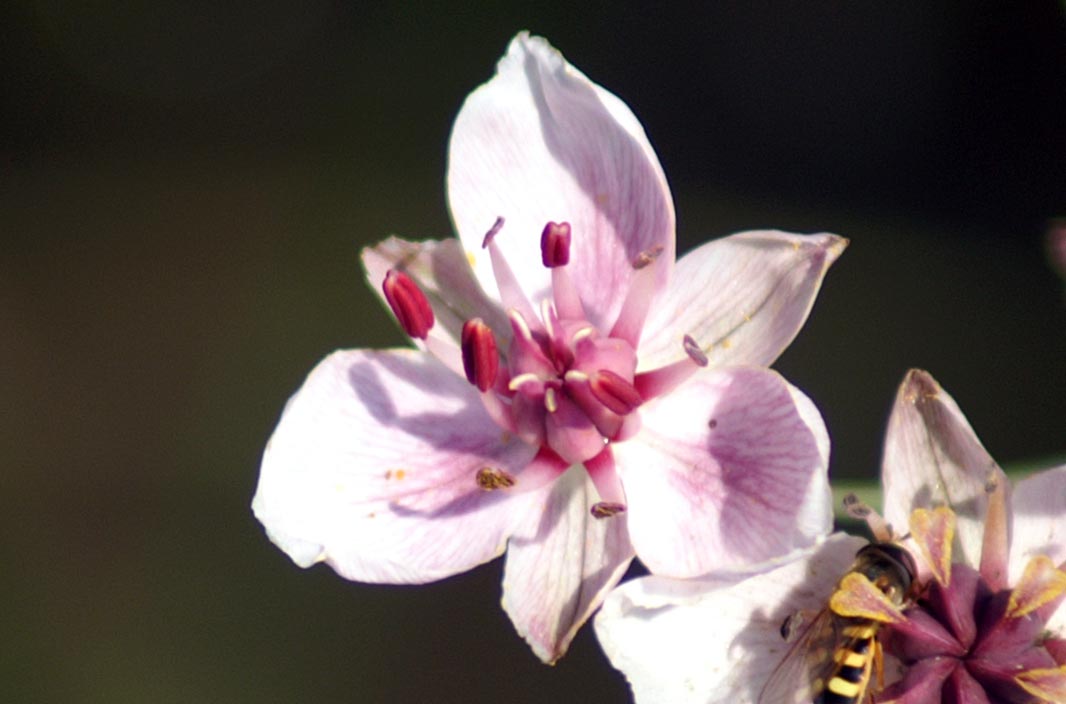 Butomus umbellatus / Giunco fiorito