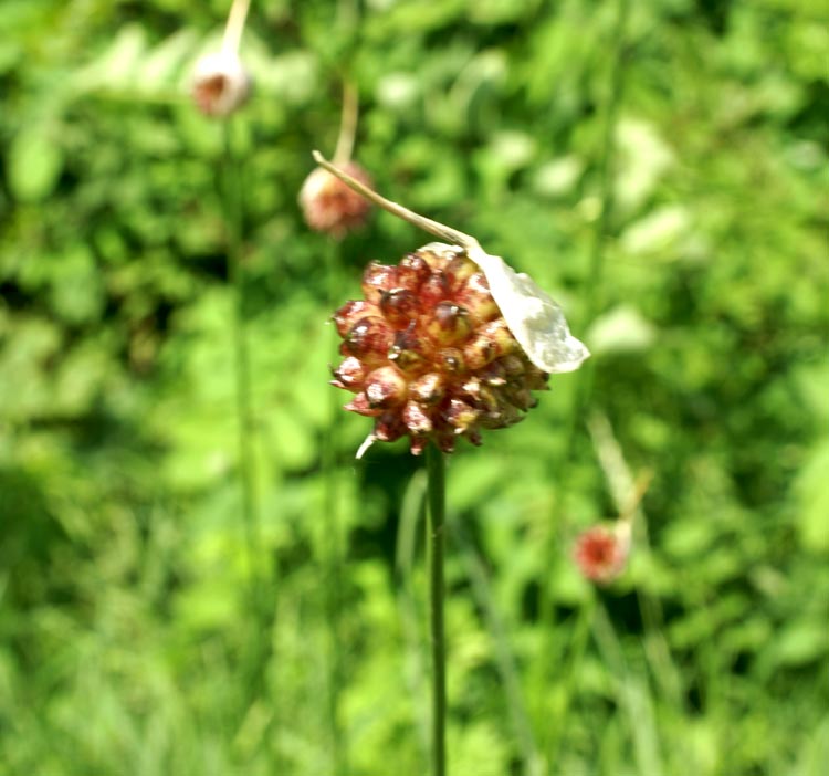 sui bordi delle strada Allium vineale