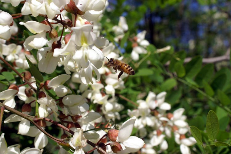 Robinia pseudoacacia