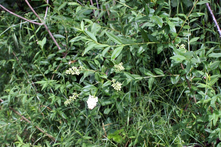 Ligustrum vulgare