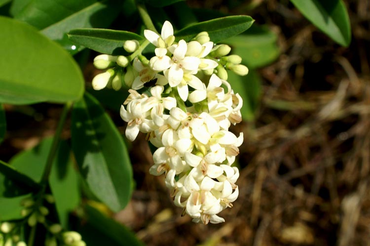 Ligustrum vulgare